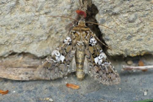 Réf. 289 407 : Hadena albimacula